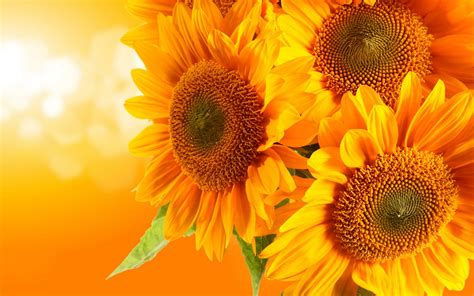 Yellow Sunflowers Hd Wallpaper 2560x1600 32613