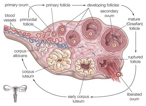 Understanding What The Ovaries Do