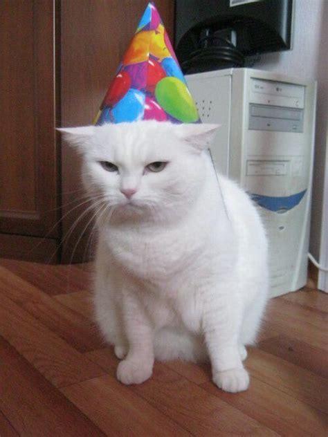 White Cat With Birthday Hat Cat Birthday Happy Birthday Cat Baby Cats