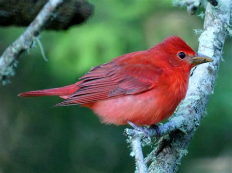 Bird In Everything Cardinals Birds Habitat