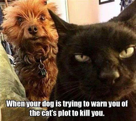 Hahaha Funny Dog Pictures Funny Animal Pictures Cats