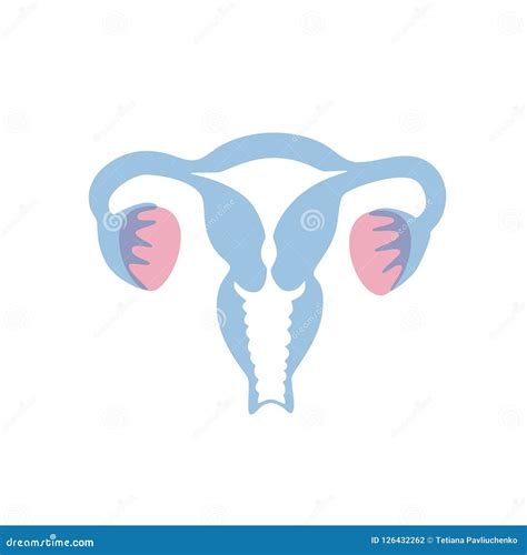 Ovary And Uterine Cycle Vector Illustration 17184676