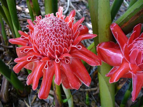 Red ginger plant with white flower. Etlingera elatior - Torch Ginger | World of Flowering Plants
