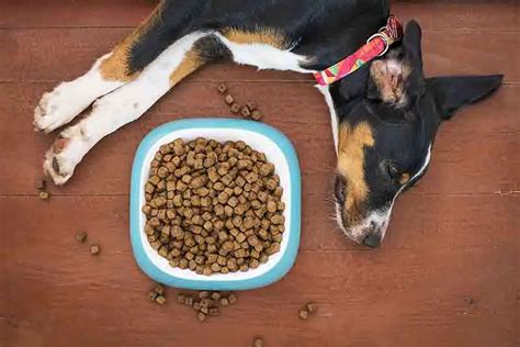 Best Dog Food For Jack Russell Terriers Healthy Diet Guide
