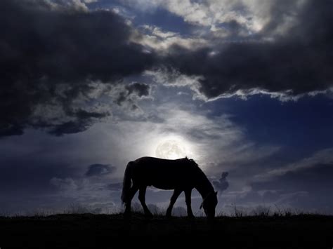 Your Horses Night Vision