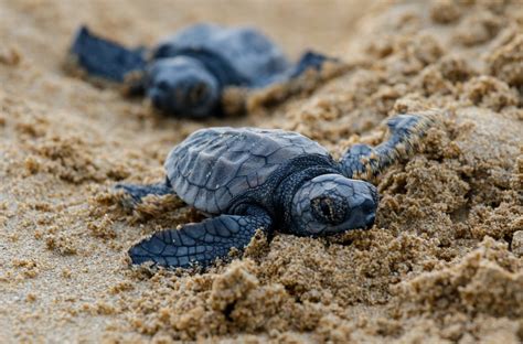 40 Adorable Pictures Of Baby Turtles Readers Digest