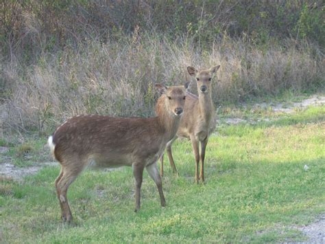 Sika Elk Were Imported And Now Flourish On Assateague Dagne Saw These On
