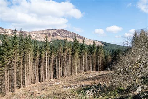 Galloway Forest Park Guide For Visiting In 2023 You Well