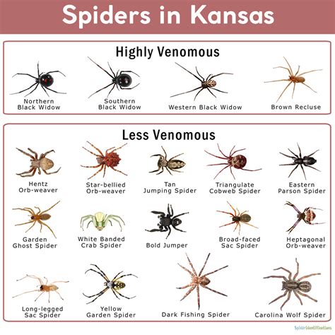 Kansas Spider Identification Chart