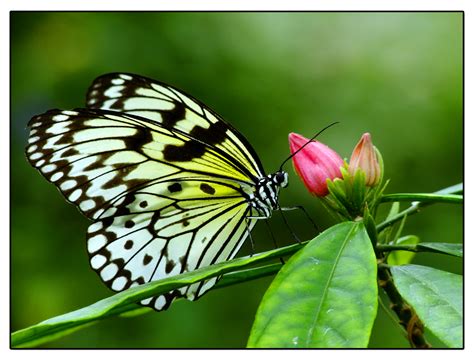 Schmetterlinge gehören wohl zu den beliebtesten insekten. Im Garten der Schmetterlinge Foto & Bild | natur, tiere ...