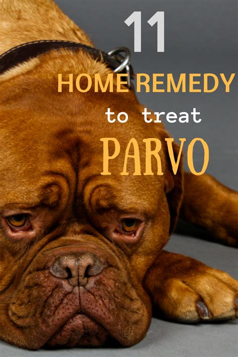 Help Your Dog Get Rid Of Parvo 11 Home Remedies That Really Work