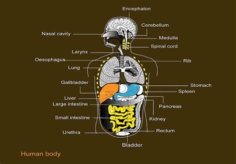 Internal Organs Human Body Back View Image Showing Internal Organs In