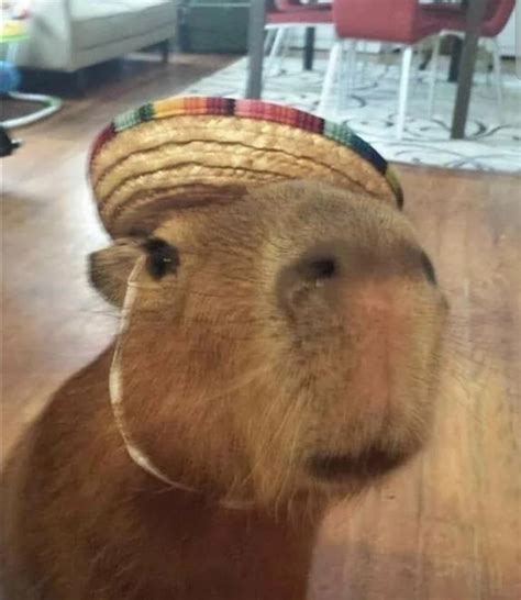 Capybaras Of All Time Rcapycommunity