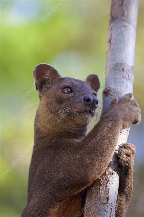 Male Fossa Stock Image C0520833 Science Photo Library