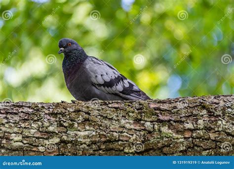 Wild Gray Dove On An Old Fallen Tree Stock Image Image Of Dove Fauna