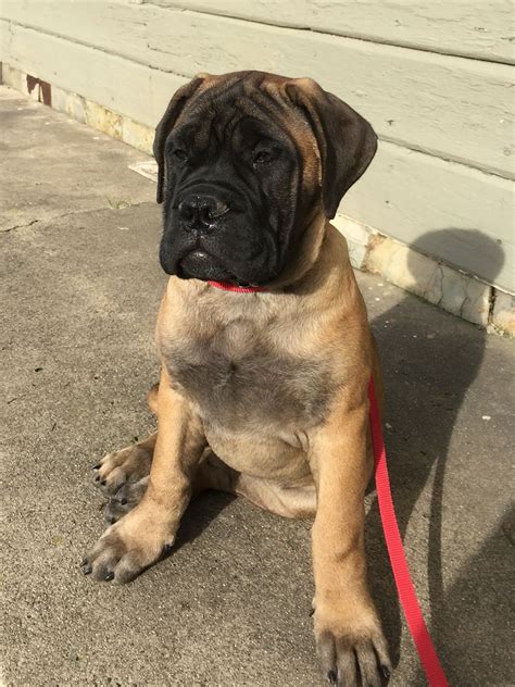 Bullmastiff Puppy At 13 Weeks Most Adorable Ever Bull Mastiff Bull