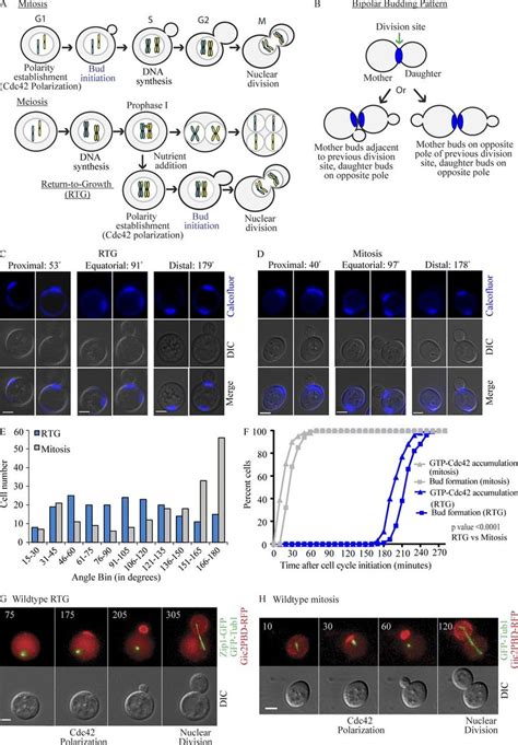 Budding Pattern Polarity Establishment And Bud Formation During Rtg