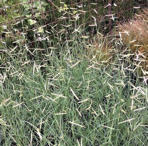 Drought Tolerant Ornamental Grasses Ornamental Grasses Drought