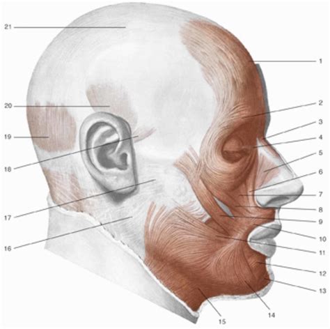 Frontal Muscle Orbicularis Oculi Muscle Part Of The Eyelid