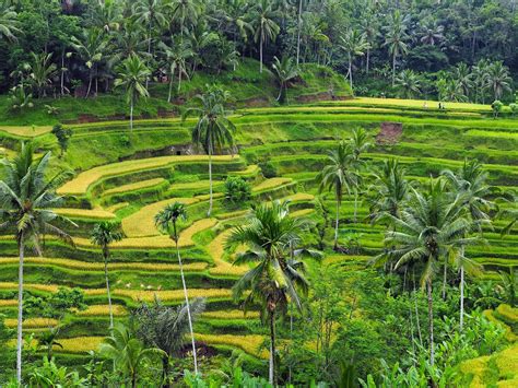 Bali 2014 Tegallalang Rice Terraces