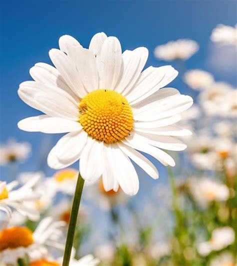 Top 25 Most Beautiful Daisy Flowers Daisies Flower Pictures Daisy