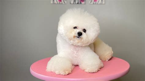 Bichon Frisé Show Grooming Bichon Frisé Show Trim