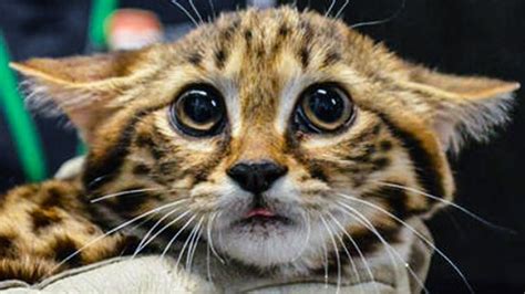 This Cutie Is The Deadliest Cat In The World In 2020 With