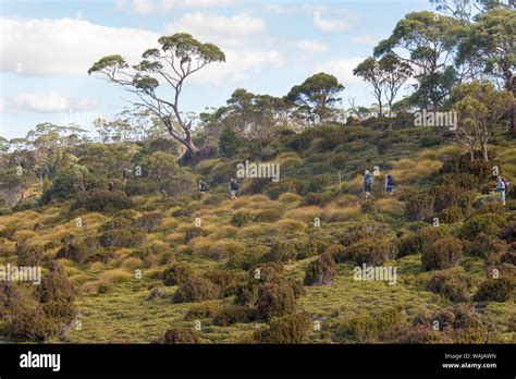 Australia Tasmania Cradle Mountain Lake St Clair National Park