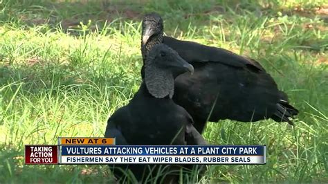 Vultures Attacking Vehicles At A Plant City Park Youtube