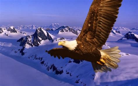 Animals Nature Eagle Bald Eagle Wallpaper Hd Src Flying Eagle