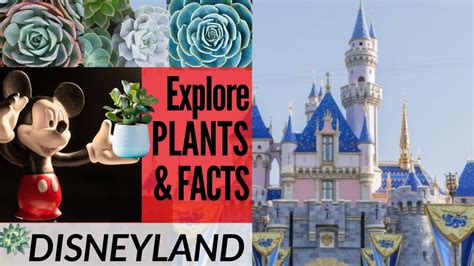 Disneyland Secrets Plants Characters Disney Horticulture Fun Facts