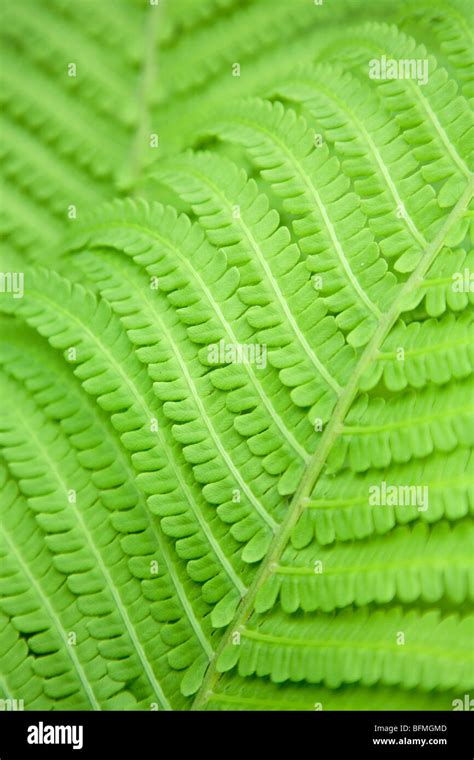 Fern Leaf Close Up Full Frame Stock Photo Alamy