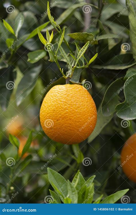 Orange Citrus Fruit Plantations On Peloponnese Greece New Harvest Of