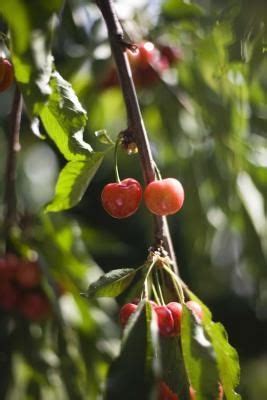 This versatile and hardy tree produces ascending thornless branches and grows 15 to 20 feet in height. How to Grow a Cherry Tree in Southern California | eHow ...