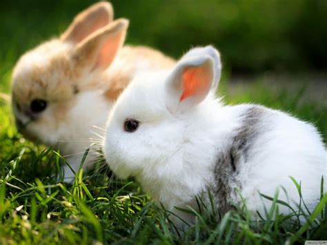 Discover The 6 Most Loved Pet Rabbit Breeds Uk Pets