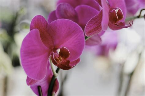 Purple Moth Orchid Photo Free Plant Image On Unsplash