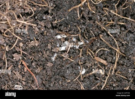 Fungus Gnat Sciarid Fly Larvae Feeding On Roots Cu Stock Photo Alamy