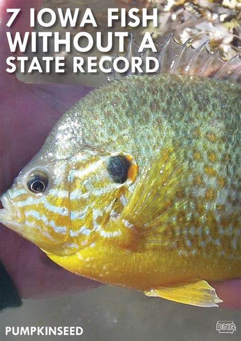 7 Iowa Fish With Open State Records How To Catch A Record Fish Dnr