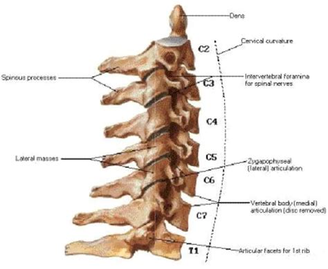 Pictures Of Cervical Vertebrae