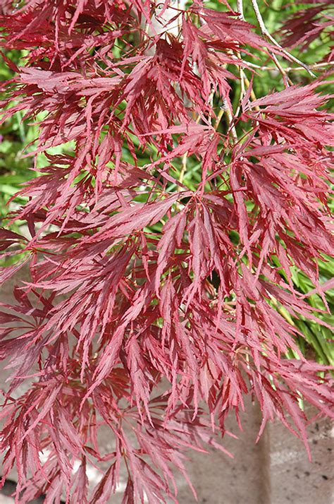 Ever Red Lace Leaf Japanese Maple Acer Palmatum Ever Red In Mokena