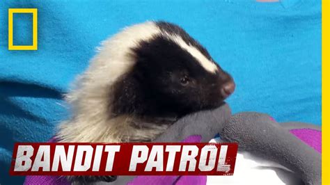 Skunk Babies Are Stinkin Cute Bandit Patrol Youtube