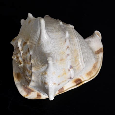 Free Images Shell Exotic Nature Tropical Marine Ocean Natural Mollusc Decoration