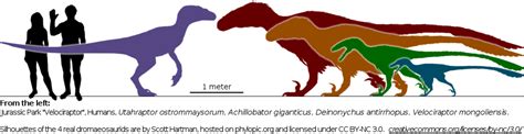 Jp Raptor Vs Real Dromaeosaurids Jurassic Pedia
