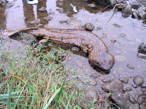 Japanese Giant Salamander Prowling Around Up To 5 Feet 15m Long As