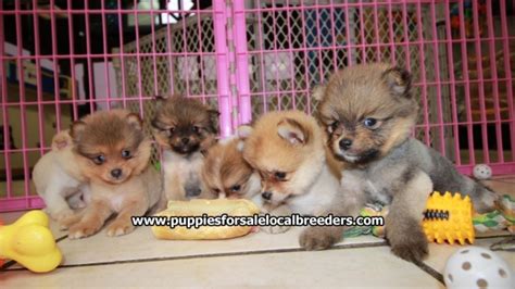 Gorgeous Small Pomeranian Puppies For Sale Georgia Local Breeders