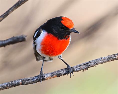 Richard Warings Birds Of Australia Hooded And Red Capped Robin Photos