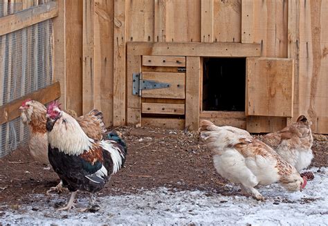 .on sites like the chicken chick, backyard poultry magazine, backyard chickens.com, oh lardy's backyard chicken series and pam's backyard chickens. Quick Tips For Raising Backyard ChickensWells Brothers Pet ...