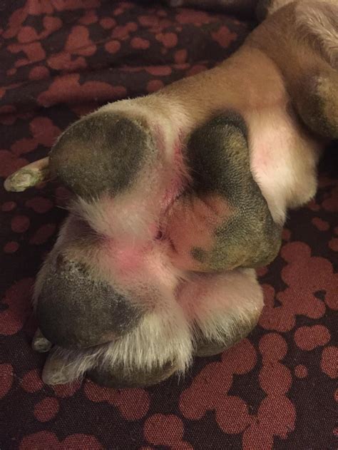 How Do I Treat My Dogs Swollen Paw