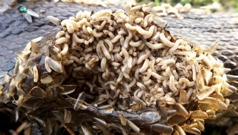 How Do Maggots Form Maggot Facts 24h Pest Pros