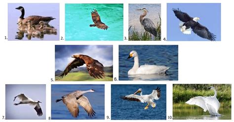 10 Of The Largest North American Migratory Birds